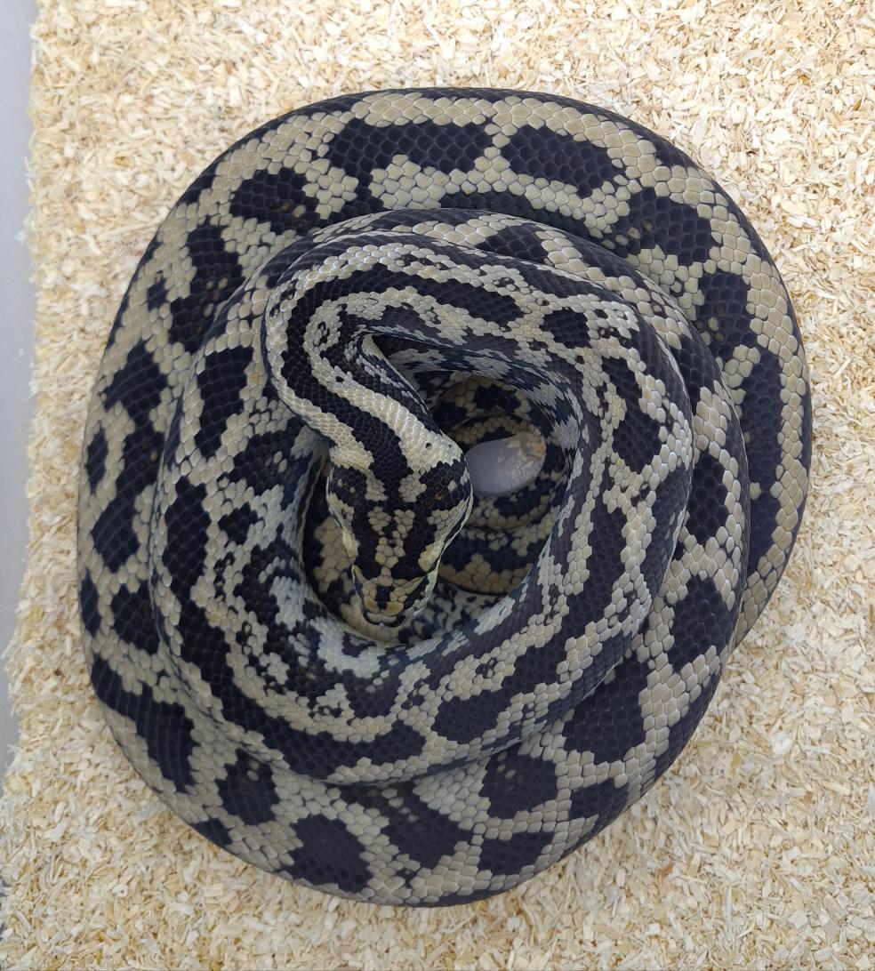 NORMAL het albino