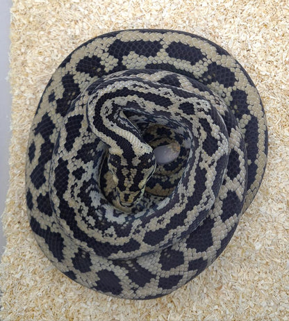 NORMAL het albino