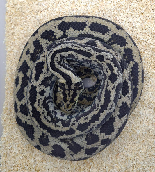 NORMAL het albino