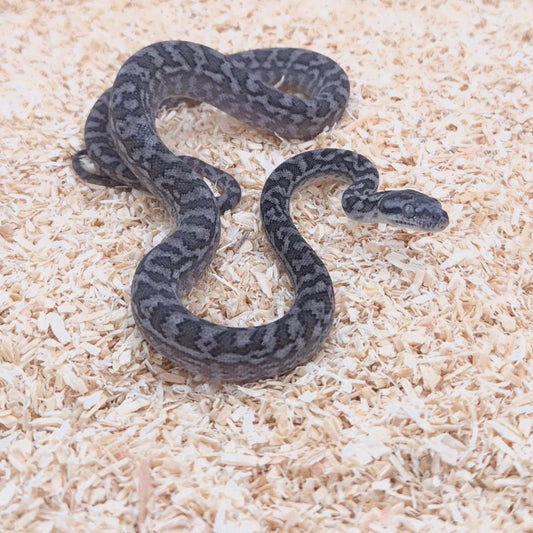 AXANTHIC 66% het pepper