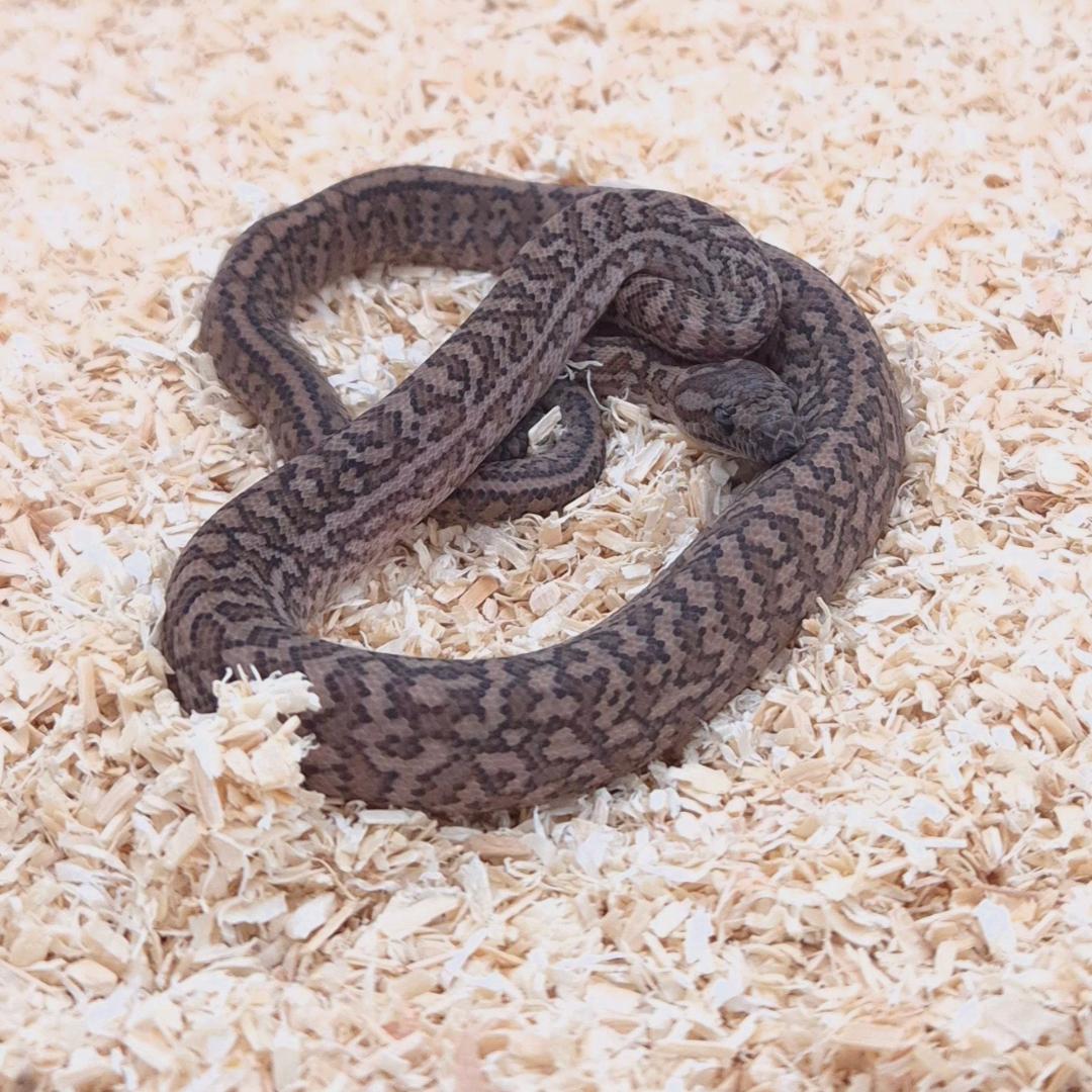 CARAMEL SILVER PEPPER 66% het axanthic