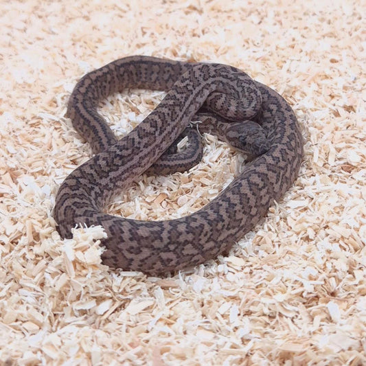 CARAMEL SILVER PEPPER 66% het axanthic