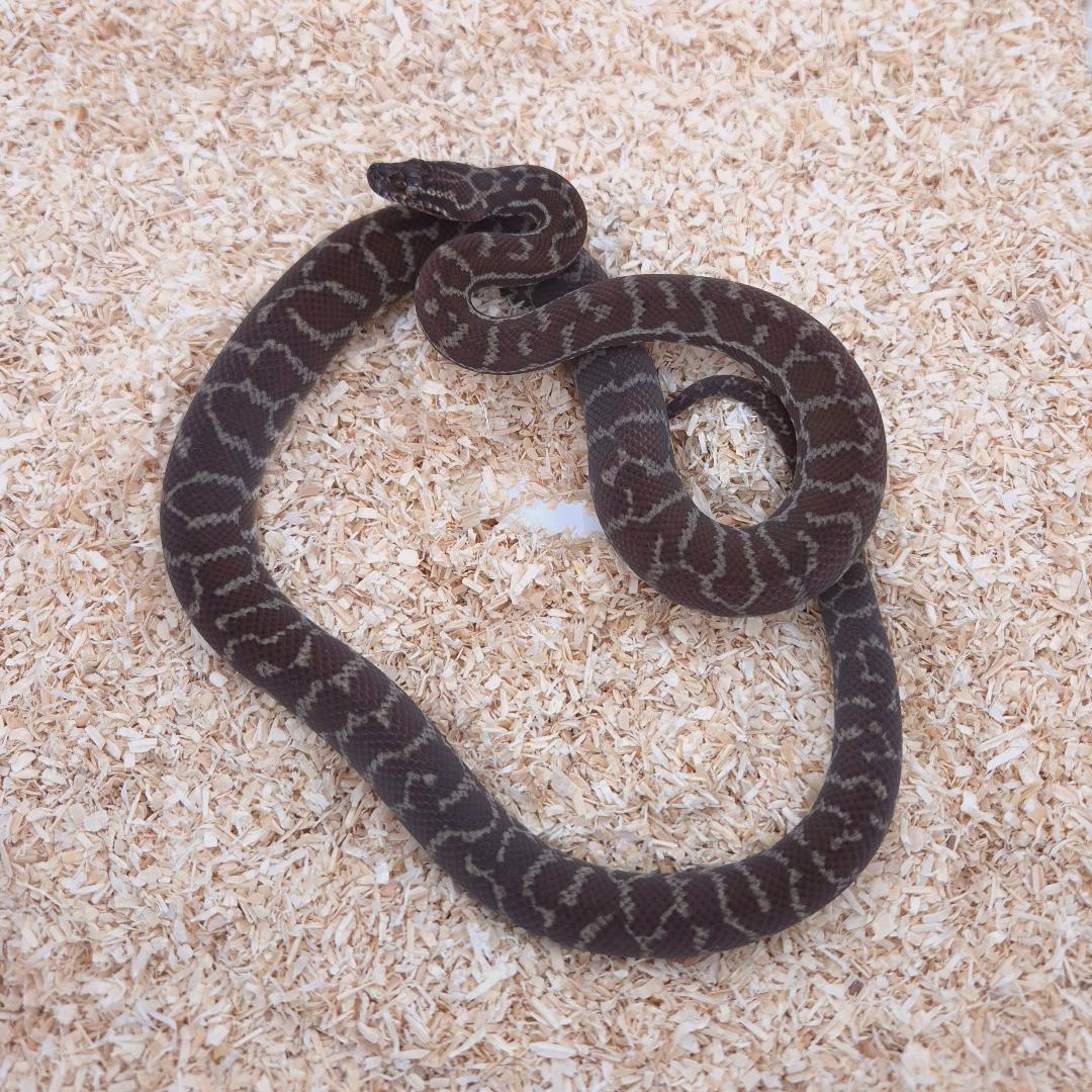 Pilbara Pinstripe