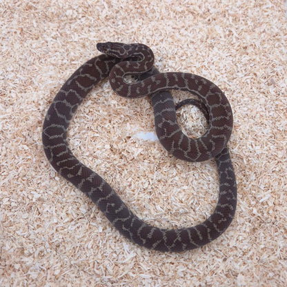 Pilbara Pinstripe