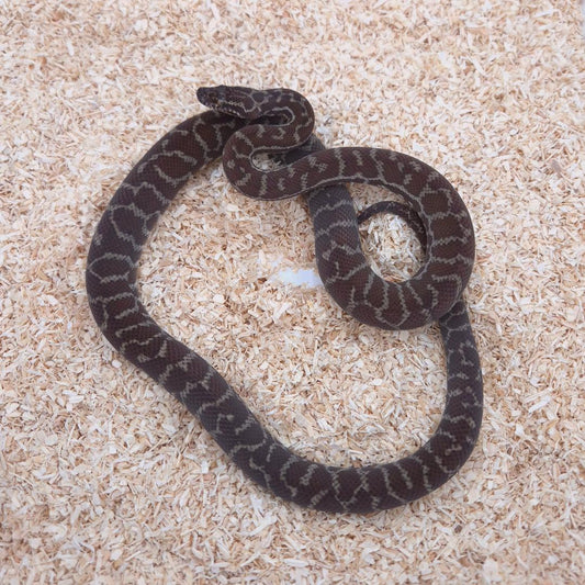 Pilbara Pinstripe