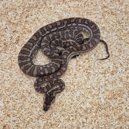 CARAMEL 66% het axanthic 66%het pepper