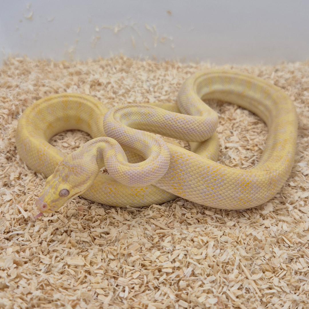 SUNGLOW (Caramel Albino)