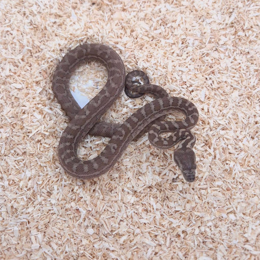 CARAMEL 66% het axanthic 66%het pepper