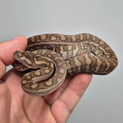 CARAMEL 66% het axanthic 66%het pepper