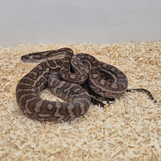 CARAMEL 66% het axanthic 66%het pepper