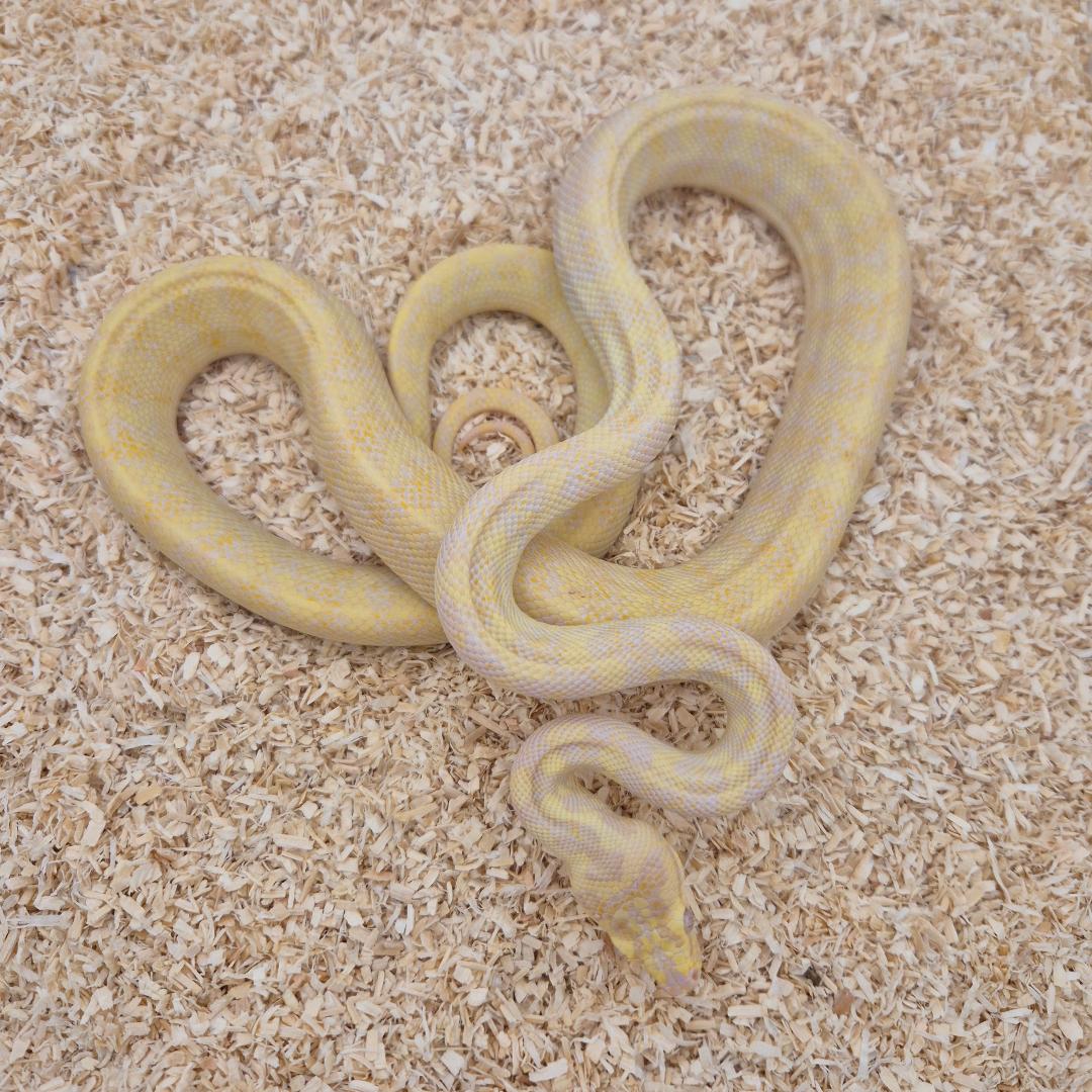 SUNGLOW (Caramel Albino)