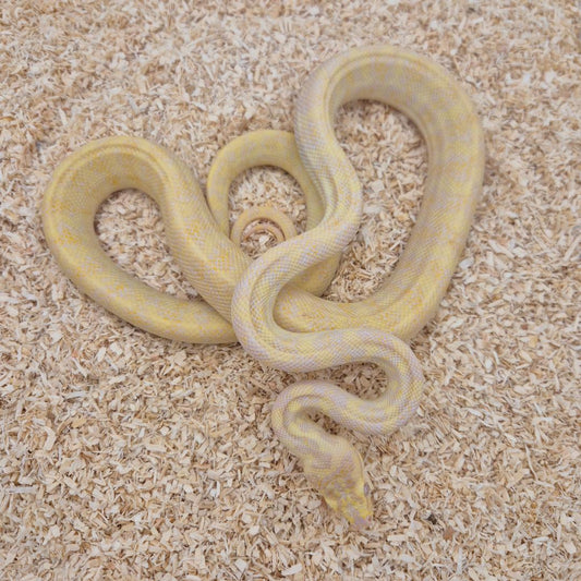 SUNGLOW (Caramel Albino)
