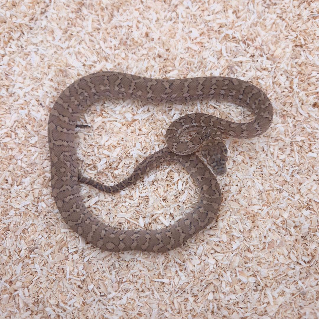 CARAMEL 100% het axanthic