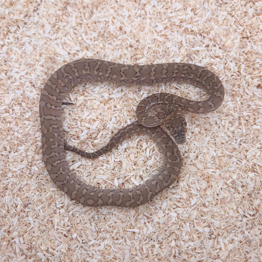 CARAMEL 100% het axanthic
